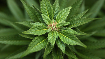 The Majority Of The Population: Prefers A Joint, Over A Beer