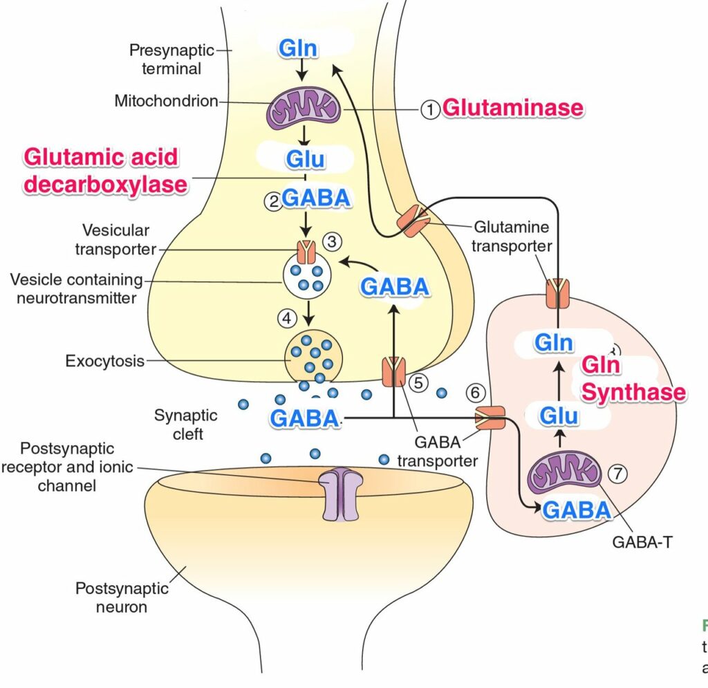 GABA Picture
