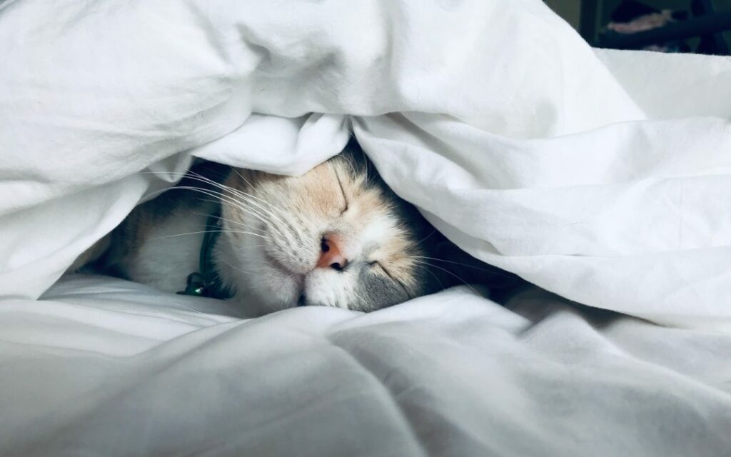 Sleep